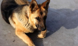 狗麻豆,萌宠界的时尚偶像